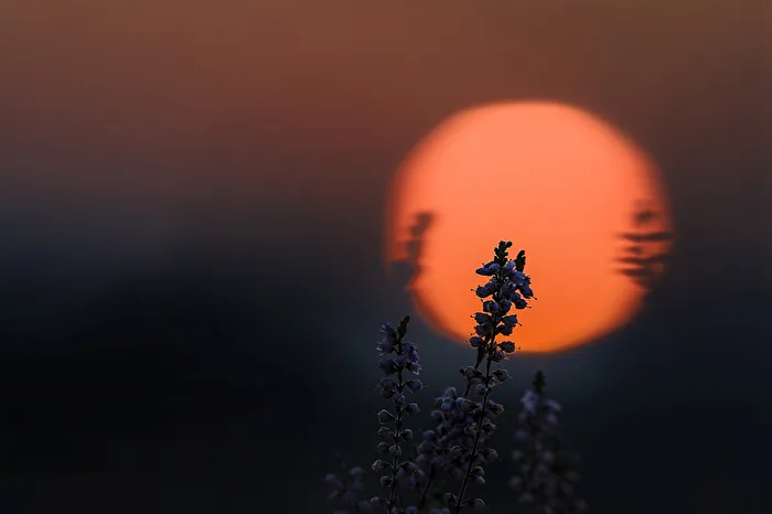Heideblüte in der untergehenden Sonne