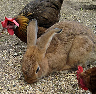 Hase
