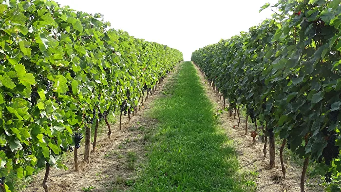 Vendange à Wackernheim (Ingelheim)