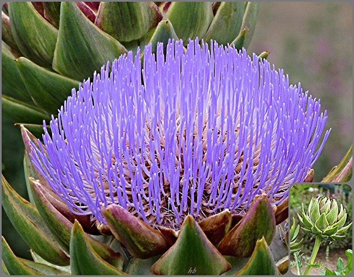 Artischockenblüte