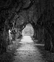 Durch diese hohle Gasse ...