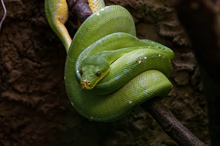 Green Tree Python