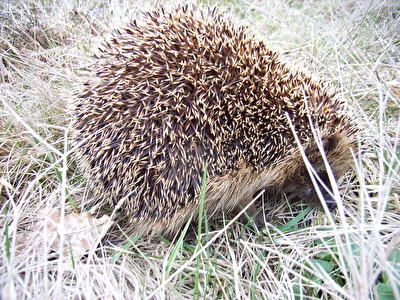 Tiere Igel