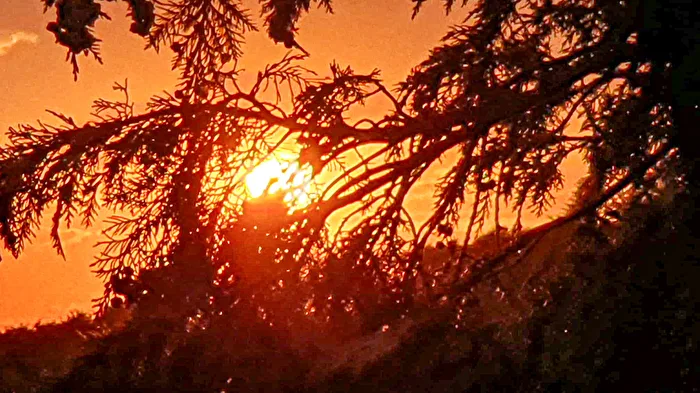 Sunset behind the tree