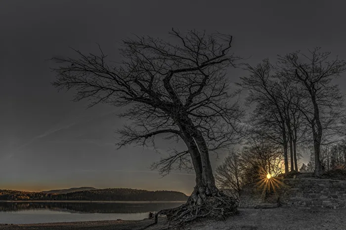 Rooted