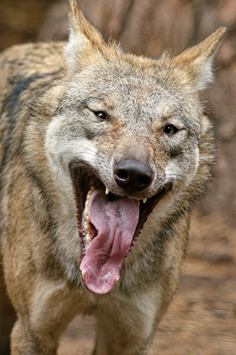 Europäischer Wolf