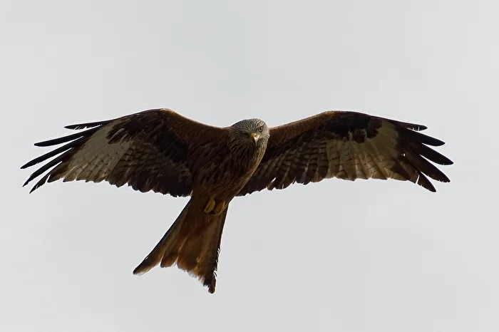 Red Kite