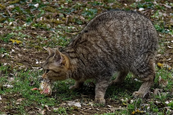 Wildcat