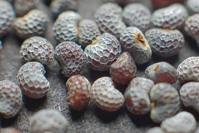 Poppy Seed Close-up