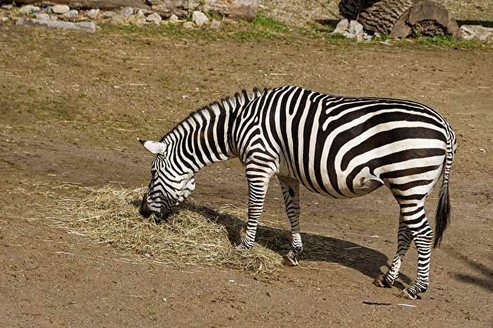Zebra