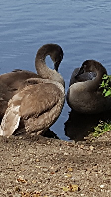 Fotografie über Smartphone Sprachfunktion