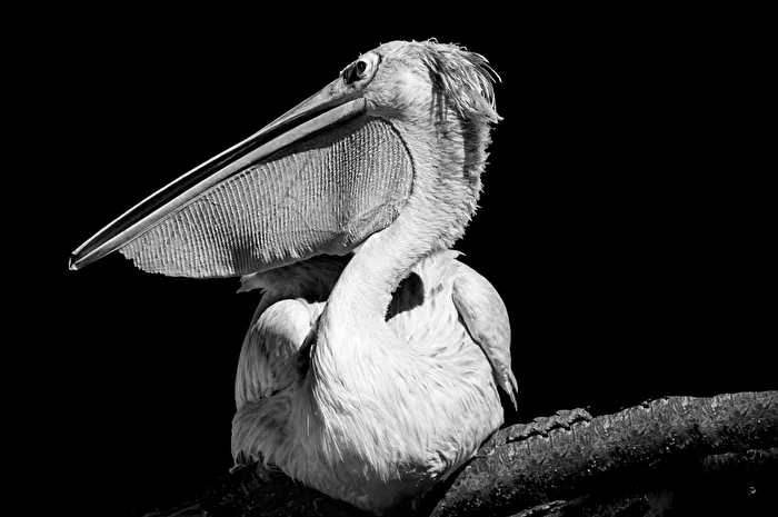 Pelican