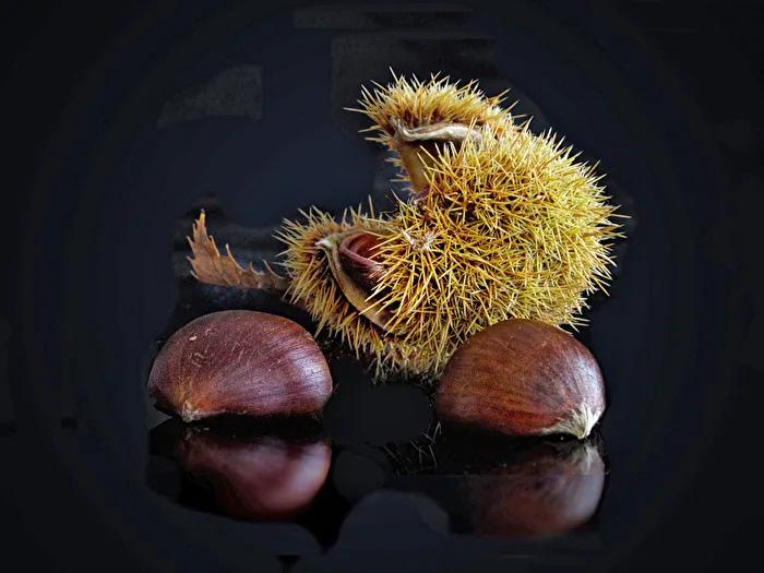 Chestnuts on acrylic glass