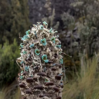 Puya clava-herculis