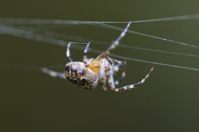 Kreuzspinne in Slowenien