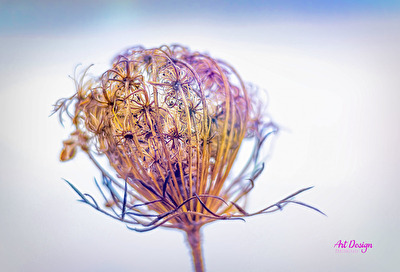 Becherblume