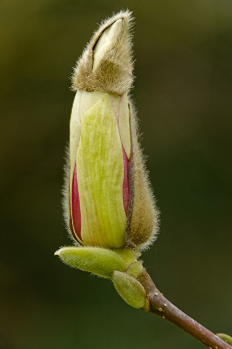 Magnolie