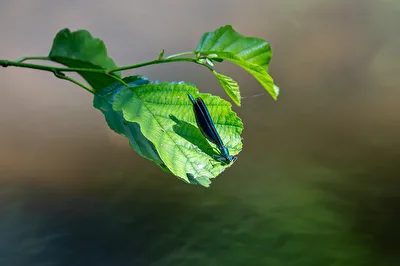 Prachtlibelle