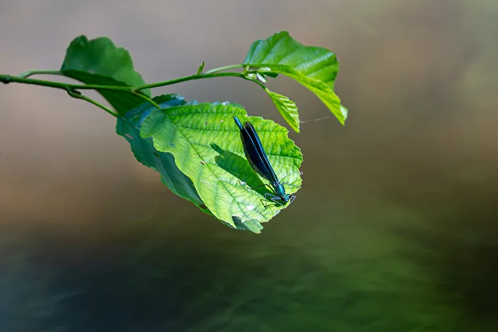 Magnificent dragonfly