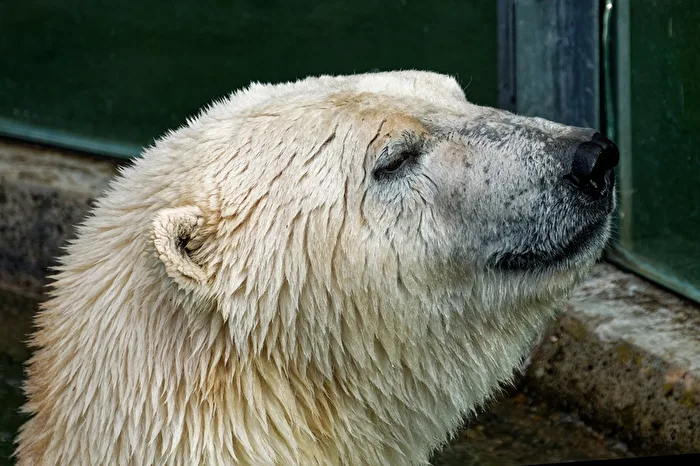 Eisbär