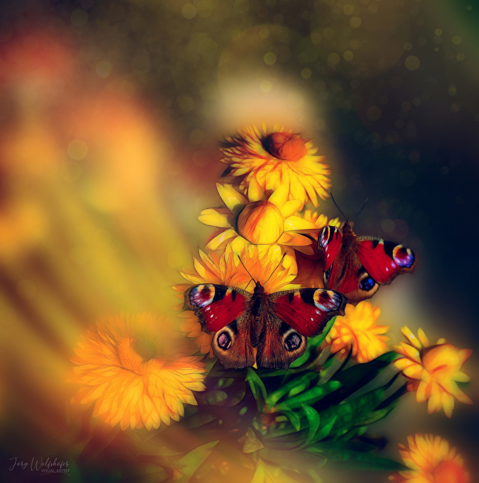 Peacock butterfly