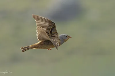 Im Flug