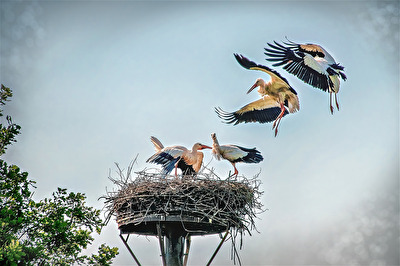 Vier sind Zwei zuviel!