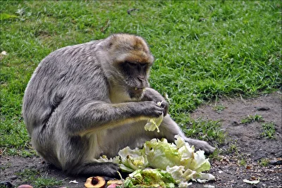 heute Salattag