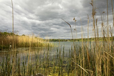 Straussee