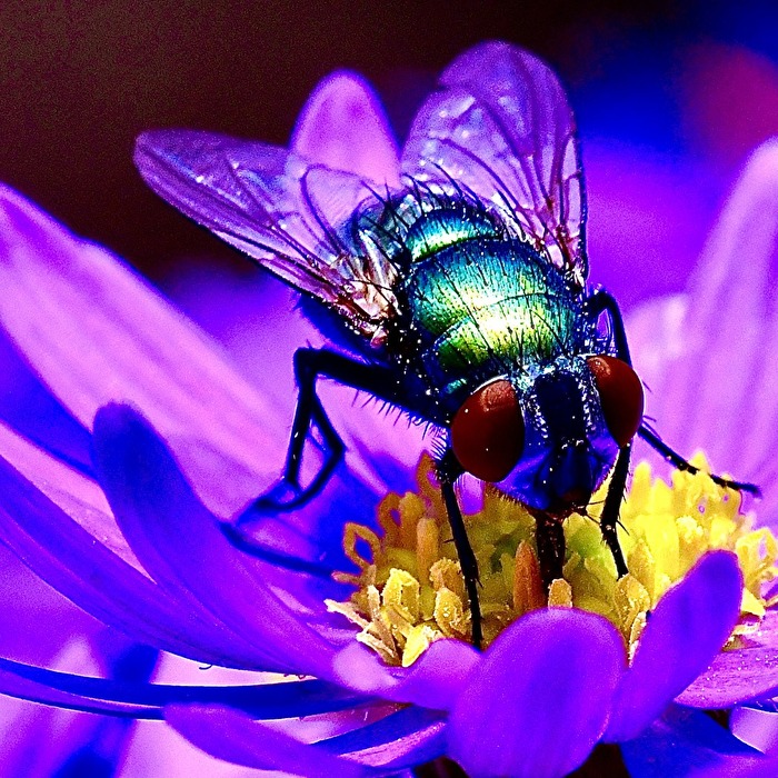 Nur ne Fliege und doch so schön