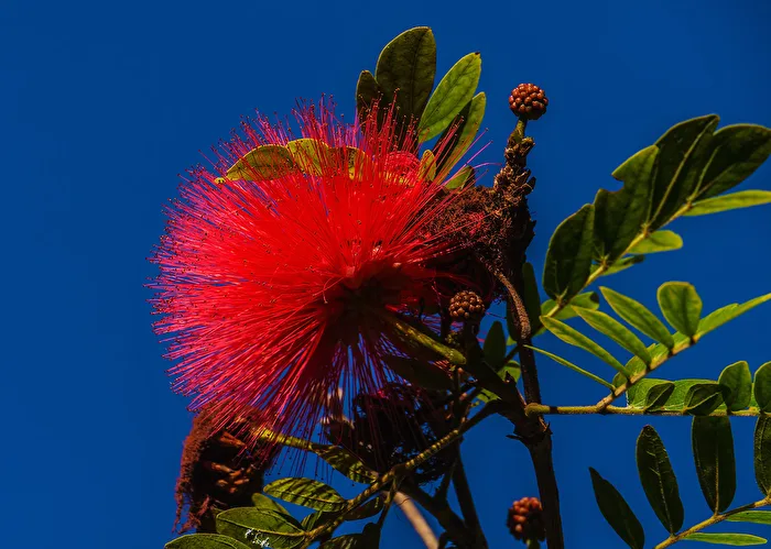 Mimosa Blossom