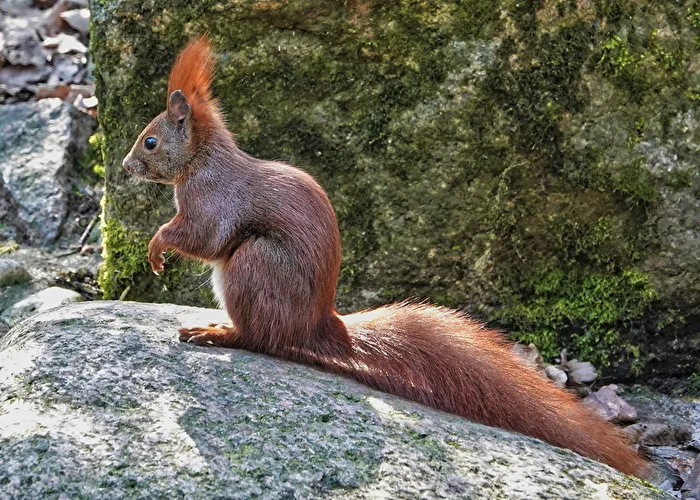 Squirrel on Rock