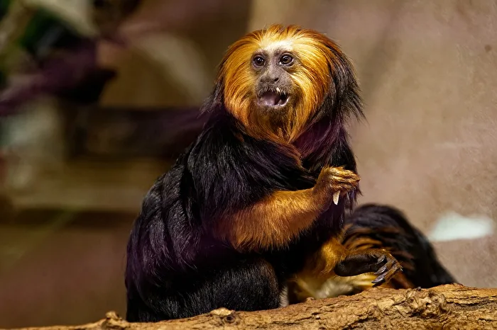 Golden-headed lion tamarin.