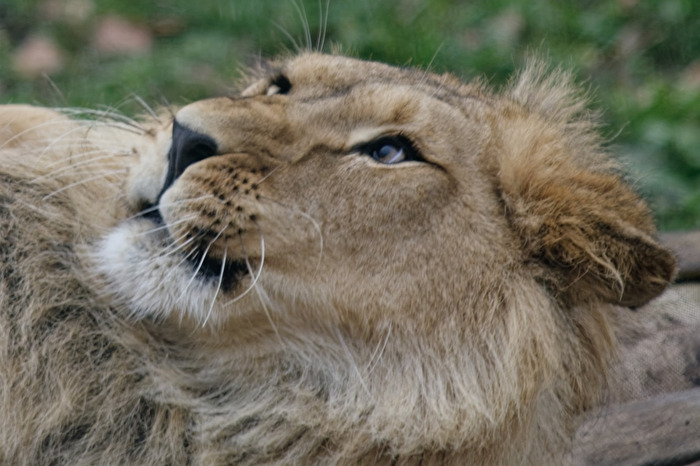 Löwe