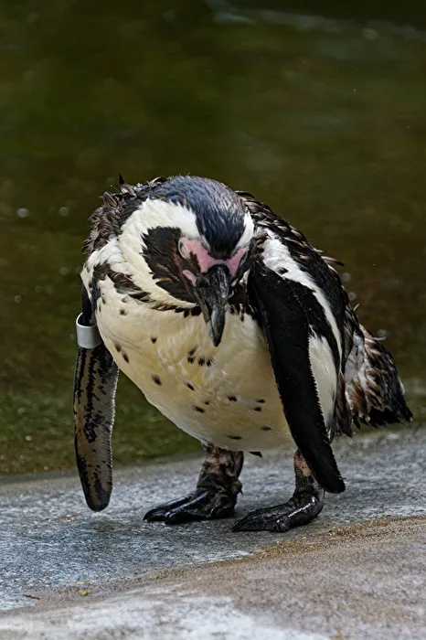 Pinguin