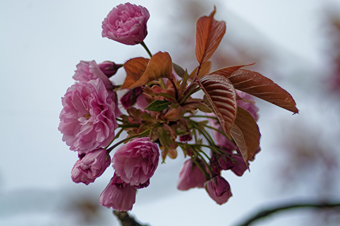 Kirschblüte