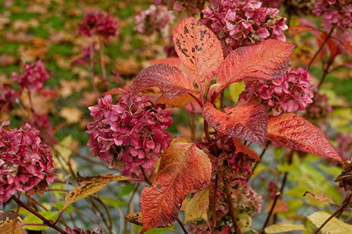 Herbstliche Blätter