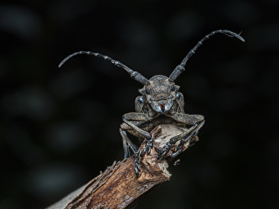 Weberbock - Lamia textor