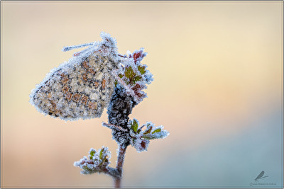 " Die Eisprinzessin"