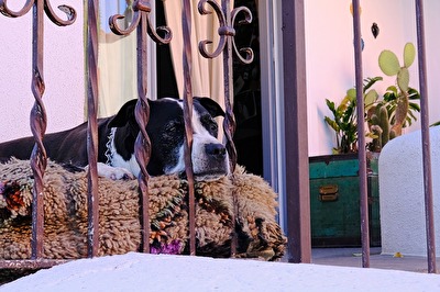 Hunde Wetter, ganz schön heiß heute!