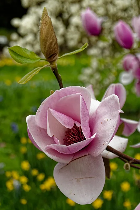 Magnolia