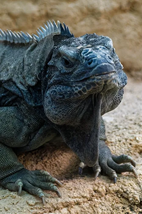 Jamaica Iguana