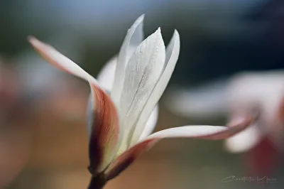 Tulpen