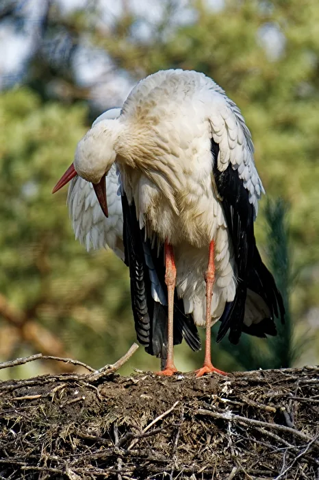 Storks