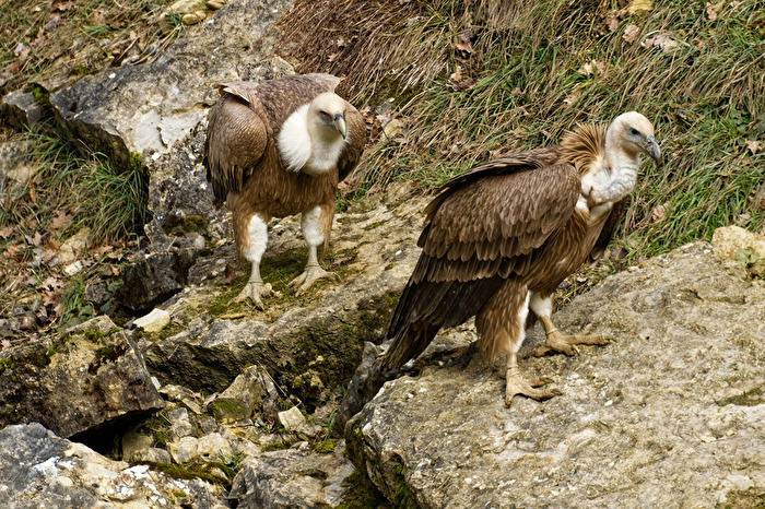 Gänsegeier