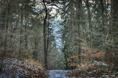 Winterlicher Waldweg