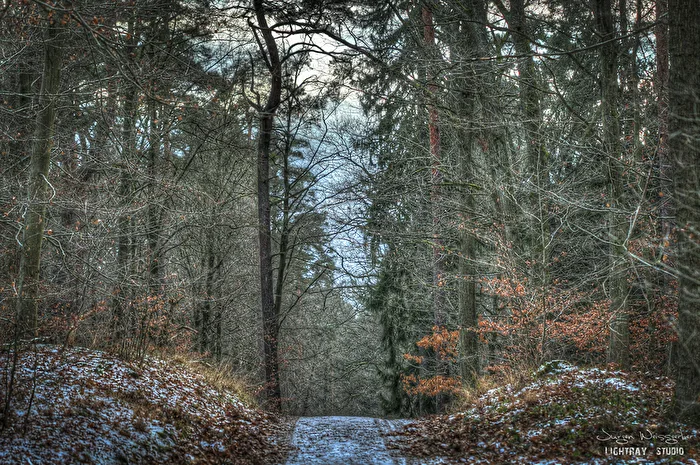 Winterlicher Waldweg