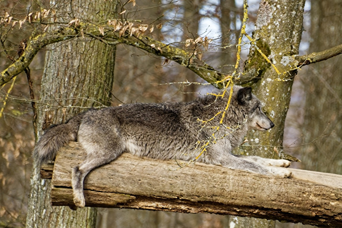 Timberwolf