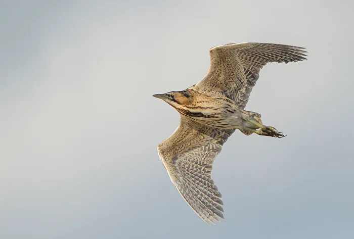 Bittern in flight