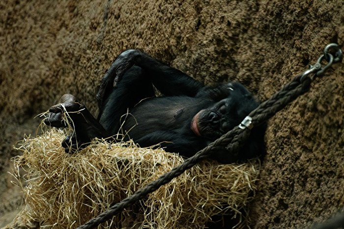 Bonobo